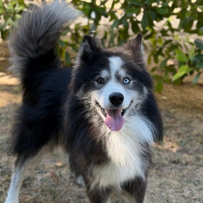 Baloo