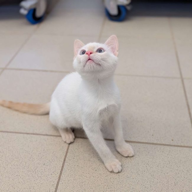 Tao - Chat Européen à adopter
