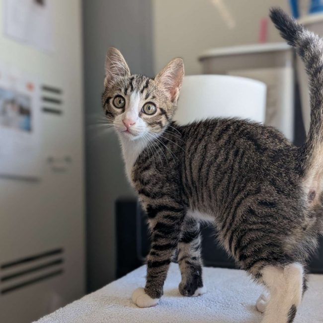Fanta - Chat Européen à adopter