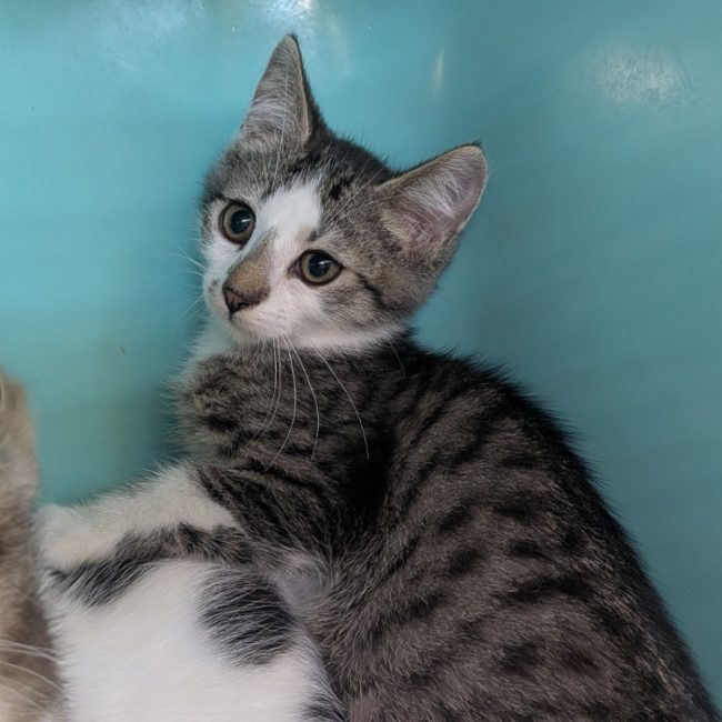 Zorro - Chat Européen à adopter