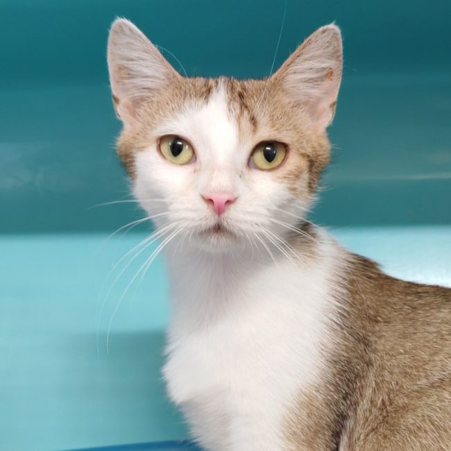 Juni - Chat Européen à adopter