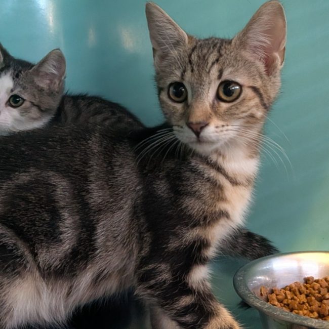 Caramella - Chat Européen à adopter