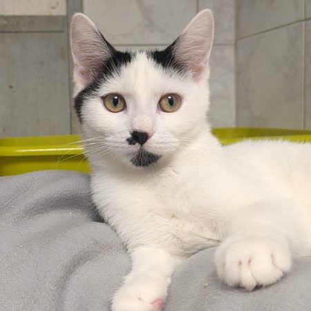 Glacia - Chat Européen à adopter