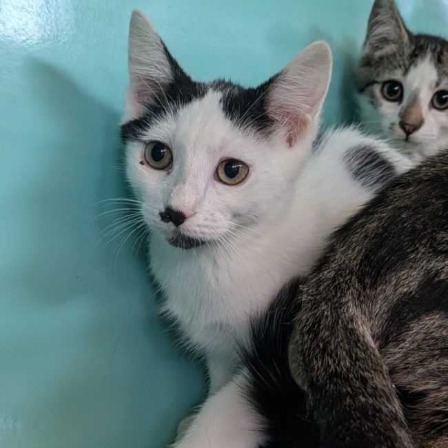 Glacia - Chat Européen à adopter
