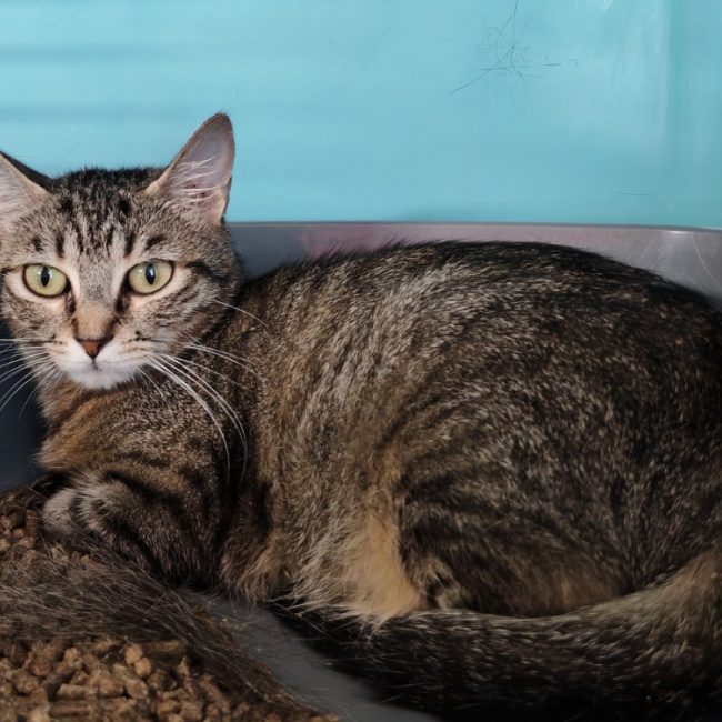 Raclette - Chat Européen à adopter