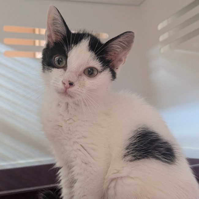 Rafiki - Chat Européen à adopter
