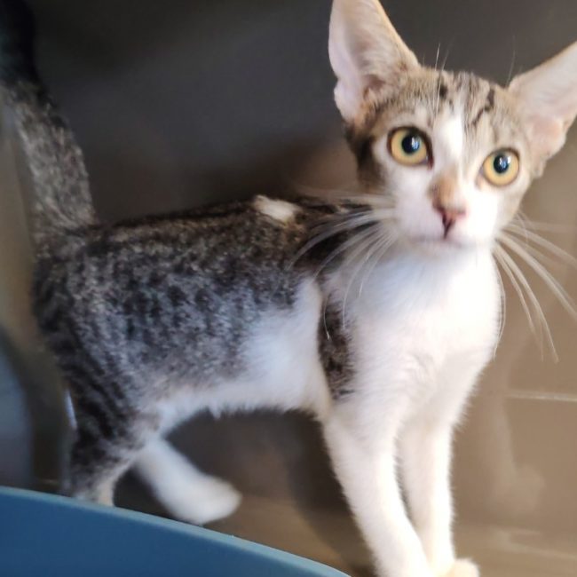 Misty - Chat Européen à adopter