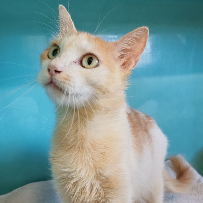 Celestine - Chat Européen à adopter