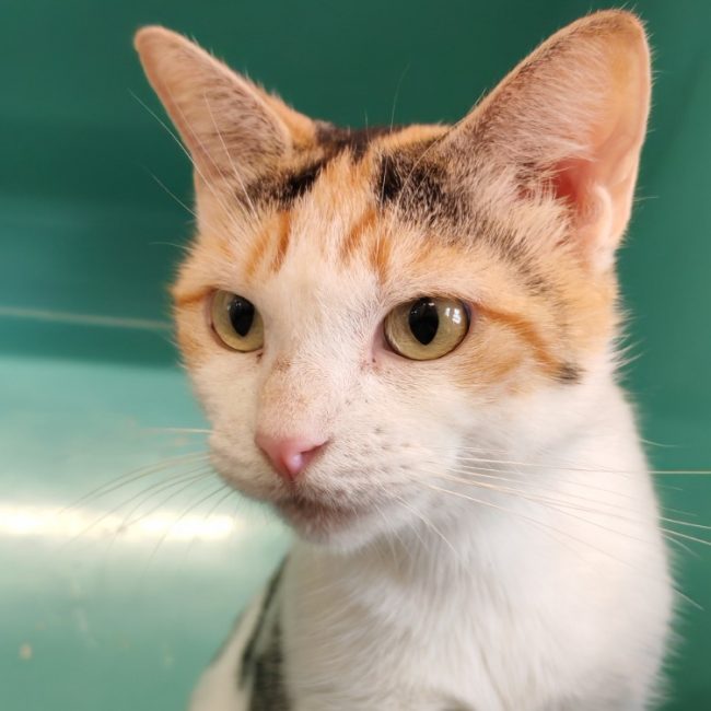 Helene - Chat Européen à adopter