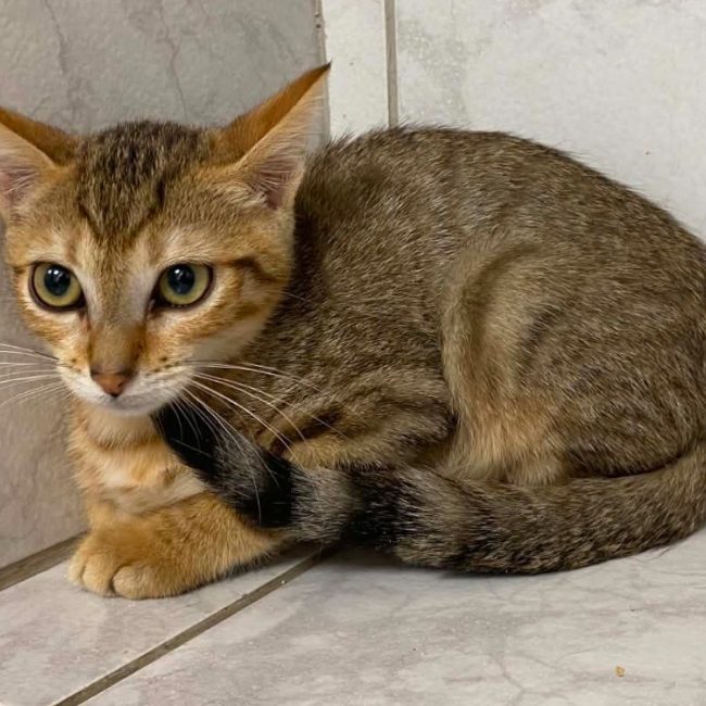 Arman - Chat Européen à adopter