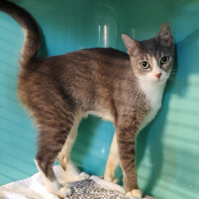 Maggy - Chat Européen à adopter