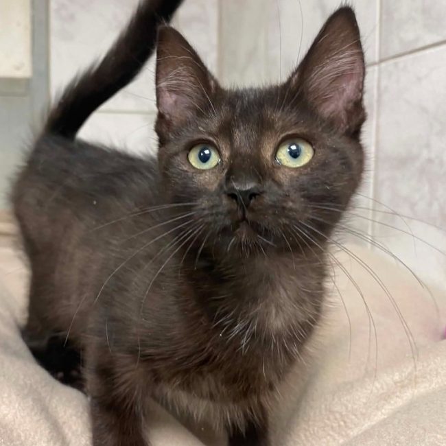 Lezy - Chat Européen à adopter
