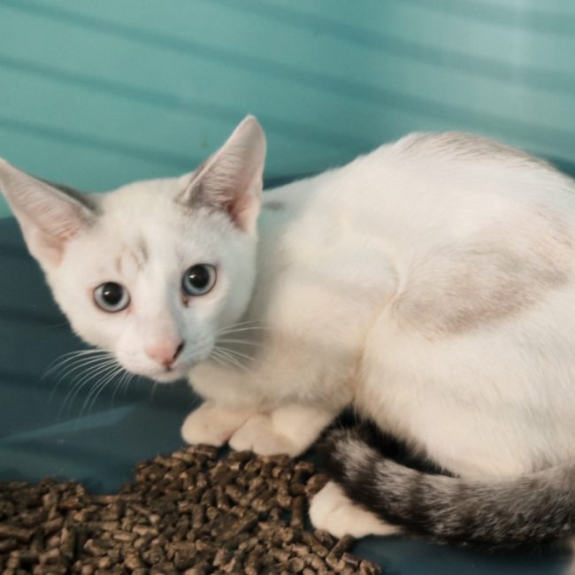 Londubat - Chat Européen à adopter