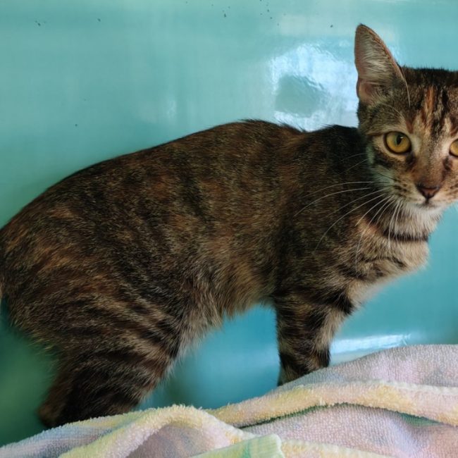 Timoun - Chat Européen à adopter