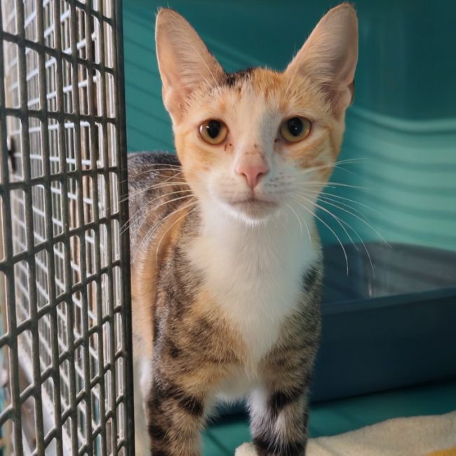 Saturne - Chat Européen à adopter