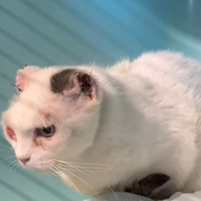 Pilpa - Chat Européen à adopter