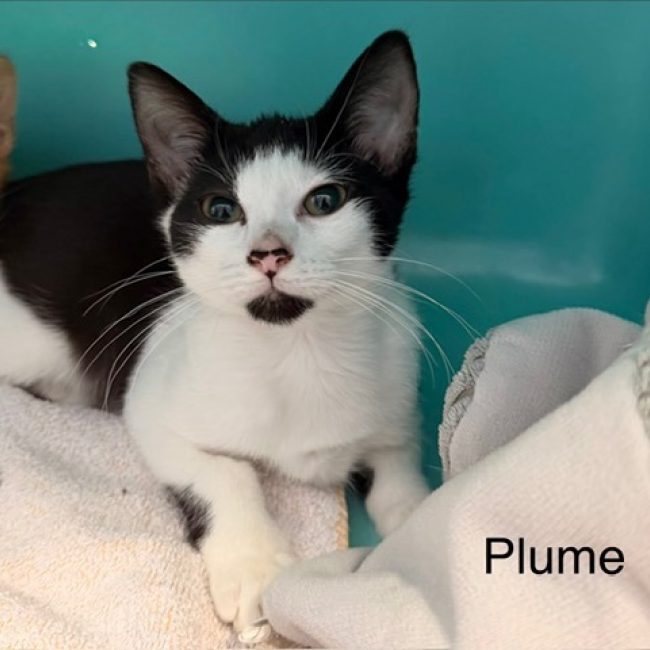 Plume