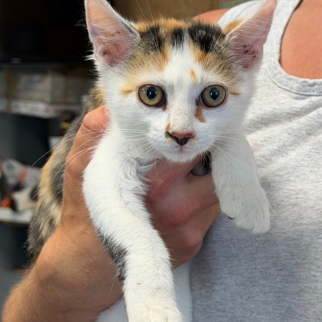 Bebe - Chat Européen à adopter