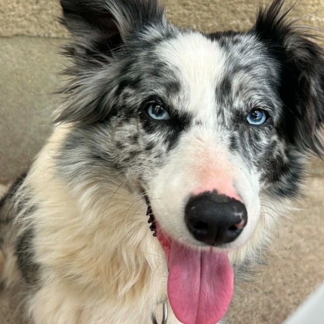 Lilou - Chien Border Collie à adopter