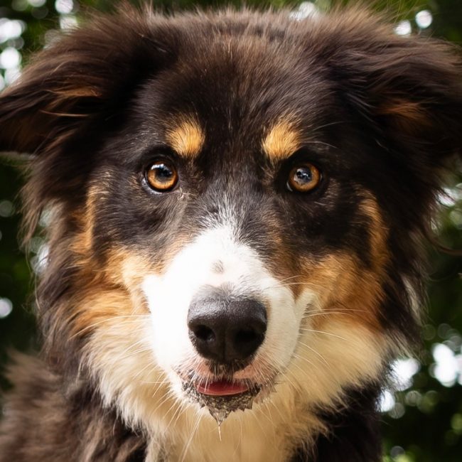 Tortilla - Chien Border Collie à adopter