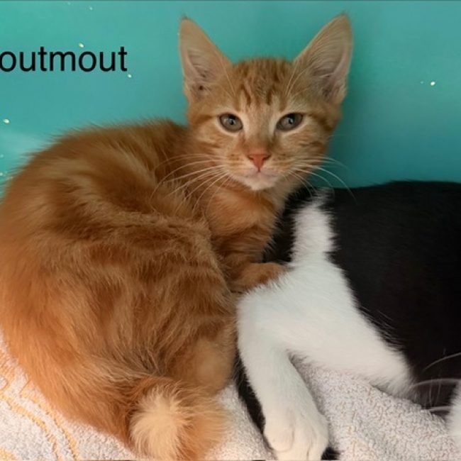 Routmout
