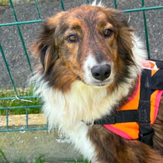 Langoustine - Chien Border Collie à adopter