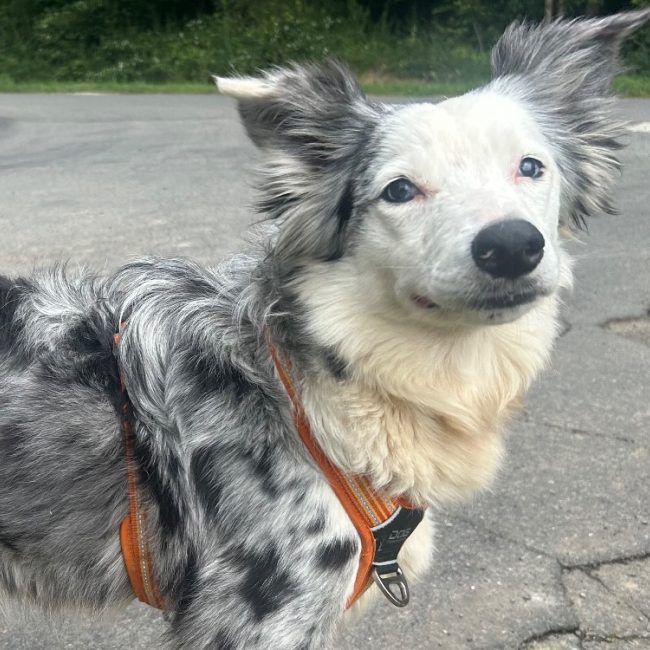 Oups - Chien Border Collie à adopter