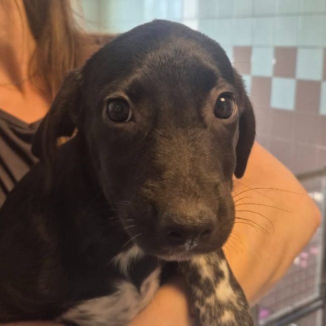 Alix - Chien à adopter