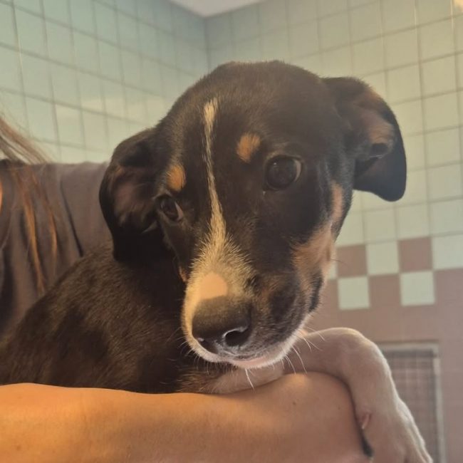 Atchoum - Chien à adopter