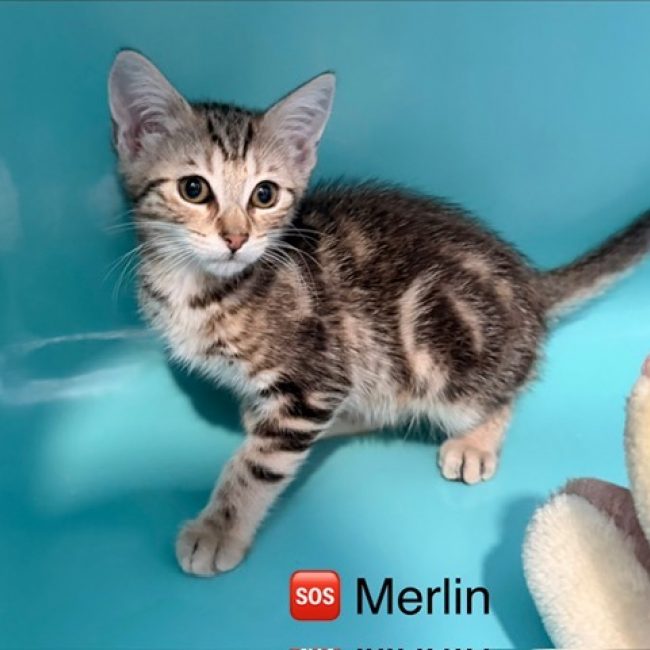 Merlin