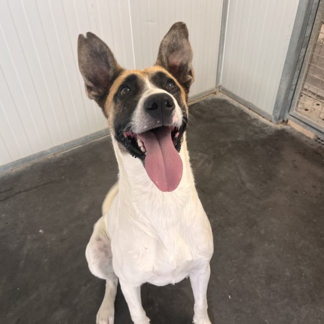 Coquille - Chien à adopter