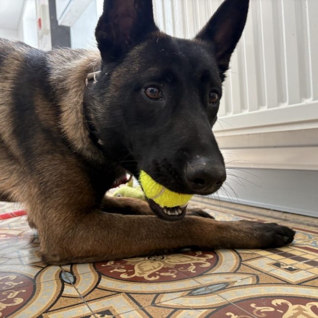 Max - Chien Berger Belge Malinois à adopter