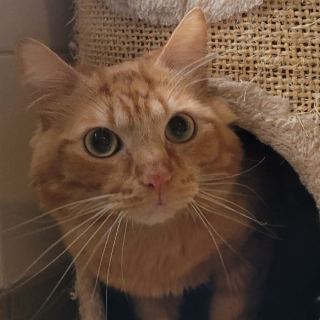 Elwin - Chat Européen à adopter