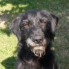 Fido