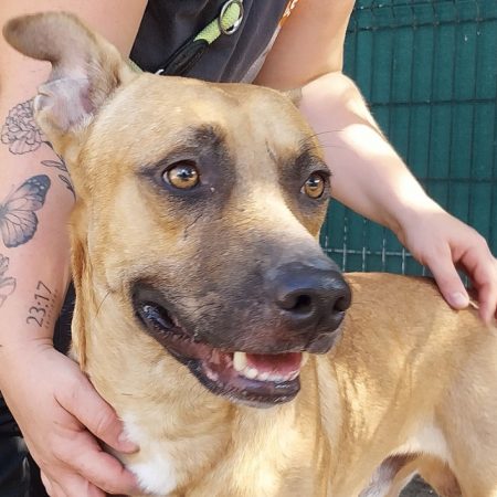 Gaston - Chien à adopter