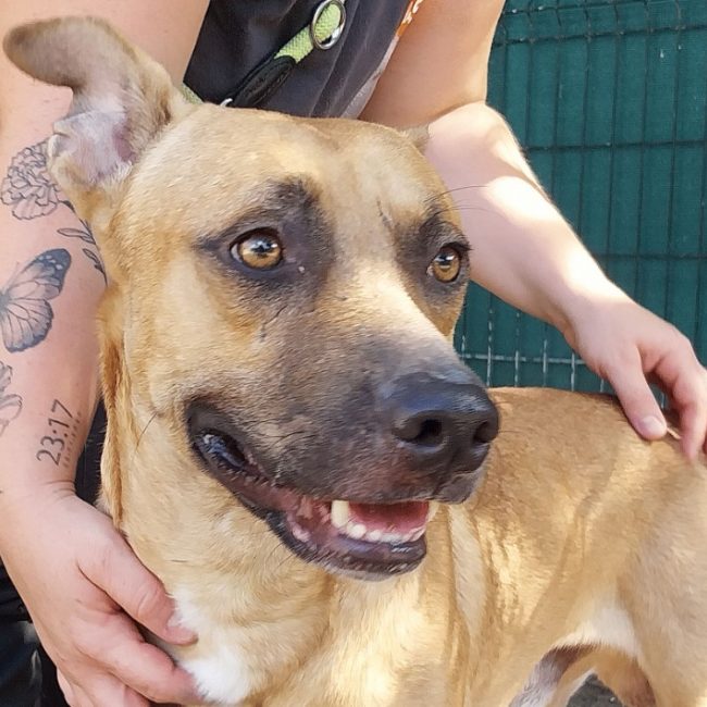 Gaston - Chien à adopter