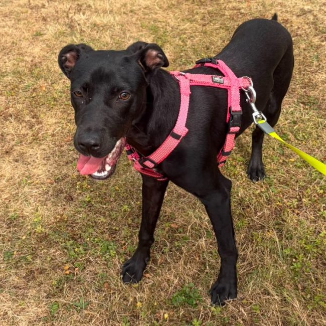 Azoora - Chien à adopter