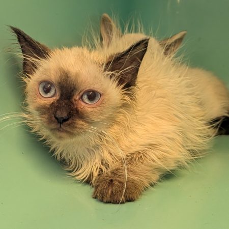 Deva - Chat Européen à adopter