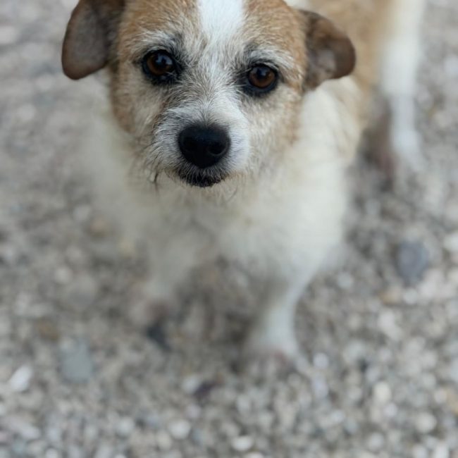 Pitufa - Chien à adopter