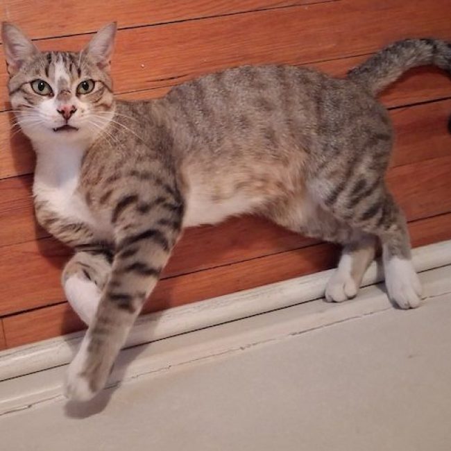 ALDEBERT - Chat à adopter
