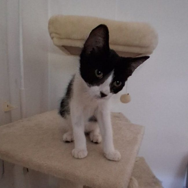 KARELLE - Chat à adopter