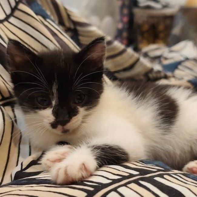 KIDA - Chat à adopter