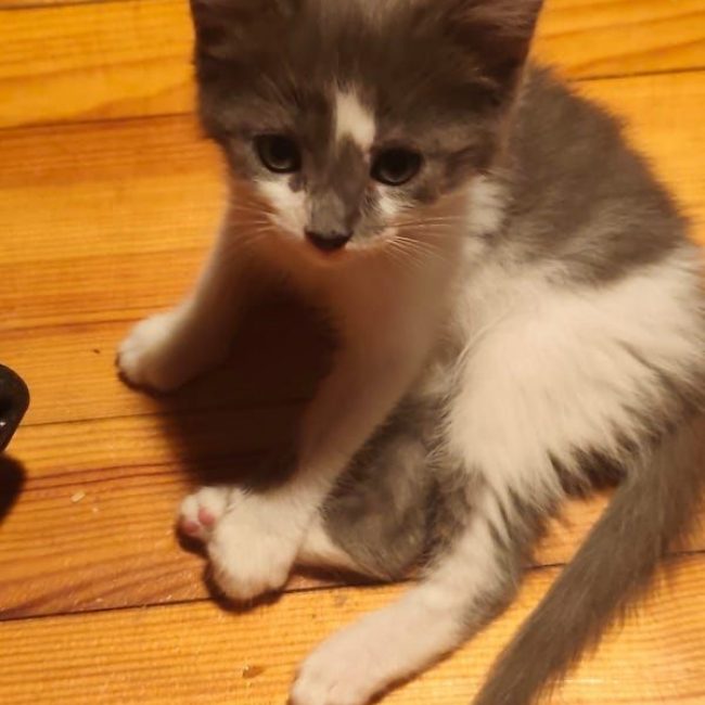 KODA - Chat à adopter