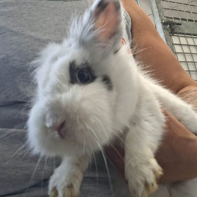 Aneth - Rongeur Lapin à adopter
