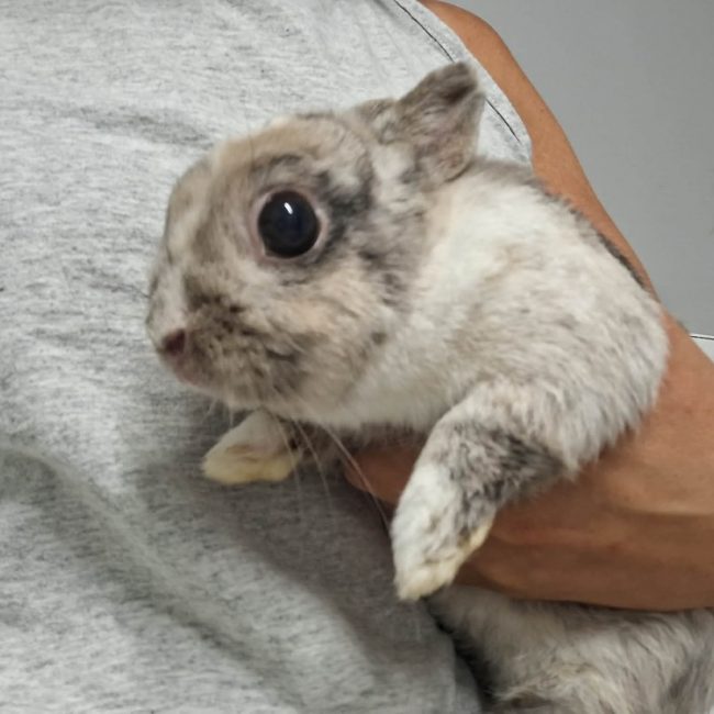 Fenouil - Rongeur Lapin à adopter