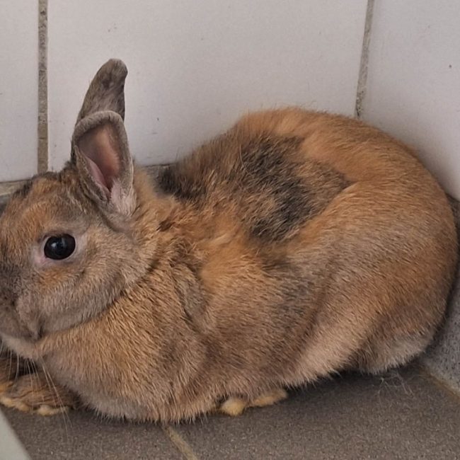 Framboise - Rongeur Lapin à adopter