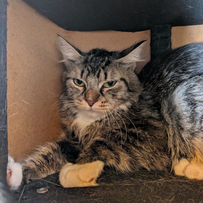 Marry - Chat Européen à adopter