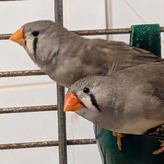 Mandarins - Oiseau à adopter