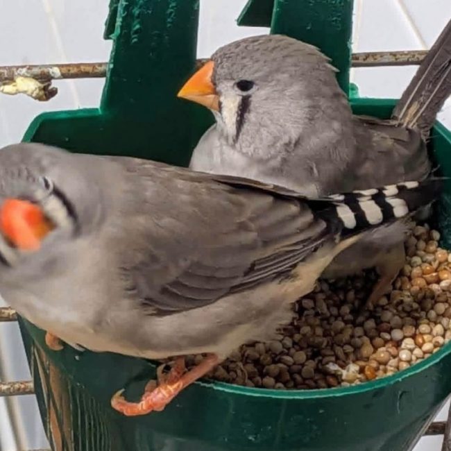 Mandarins - Oiseau à adopter