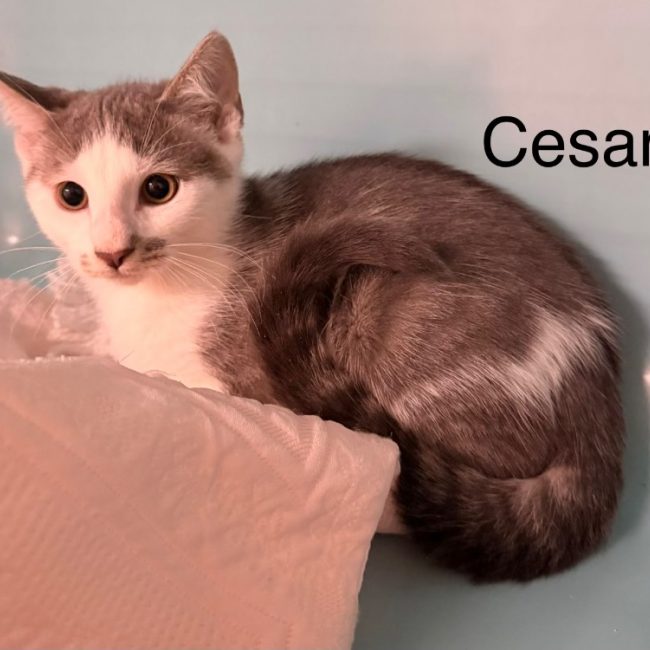 Cezar - Chat Européen à adopter
